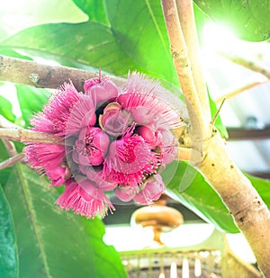 A pink flower of Syzygium malaccense on tree in sun light