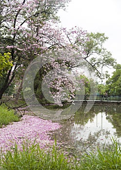 Pink Flower Tabebuia rosea beside the lake in the public park.