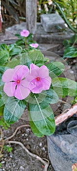 Pink of flower tapak dara in the garden