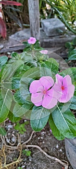 Pink of flower tapak dara in the garden