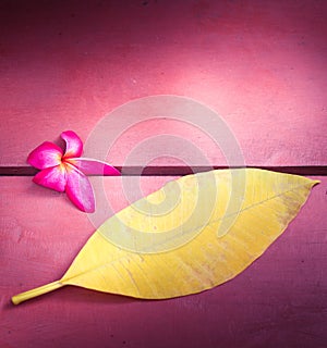 Pink flower of Temple Tree or Pumeria with yellow leaf on wood photo