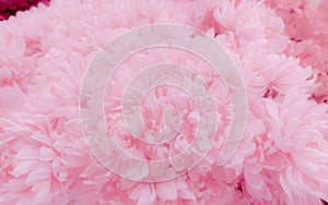 Pink flower texture background. Soft and pastel color petals of pink flower bouquet. Pale pink background for love, valentines day