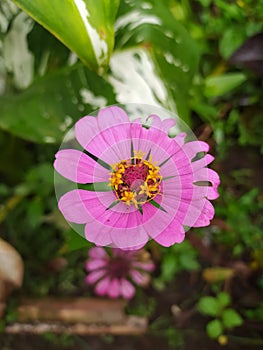 Pink flower from tomohon, sulawesi utara