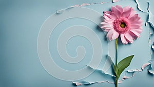 Pink flower through torn blue paper with copy space