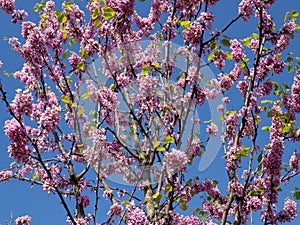 Pink flower on a tree with blue sky