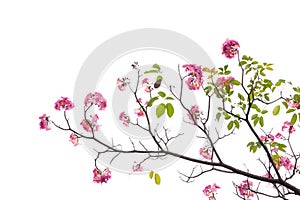 Pink flower and tree branch isolated on white background