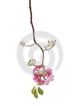 Pink flower and tree branch isolated on white background