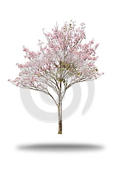 Pink flower tree isolated