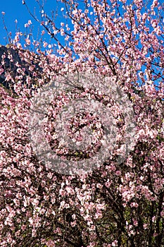 Pink flower tree...it's an Almond tree