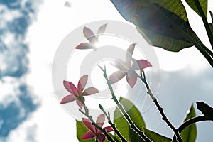 Pink flower on tree with sunny sky background