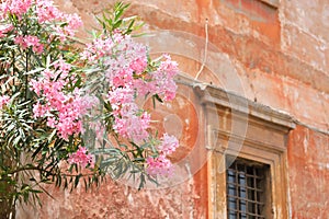 Pink flower tree in Traditional Italian house background Italy