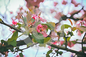 Pink flower at trees