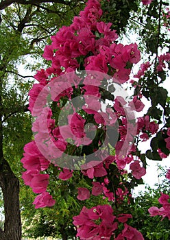 Pink flower trees in Nicosia, Cyprus