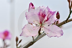 Pink flower trees