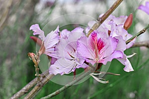 Pink flower trees