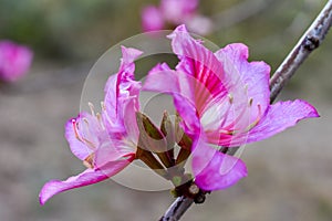 Pink flower trees