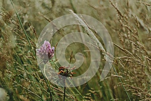 Pink flower of trifolium pratense red clover