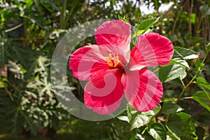 Pink flower on tropical background. Bright hibiscus flower on the branch with fresh green leaves.