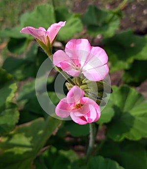 Pink flower  tropical closeup in the sun