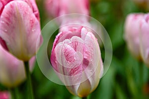 Pink flower of tulip sort Flaming Purissima.