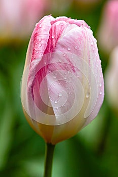 Pink flower of tulip sort Flaming Purissima.