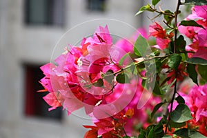 Pink flower and urbanisation photo