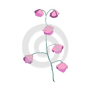 Pink flower. Vector illustration. Botanical detail.