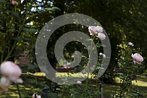 pink flower in victoria park lonon photo