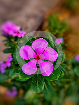 A pink flower of vinca rosea plant.