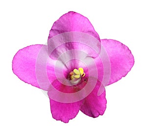 Pink flower of violet plant isolated on white