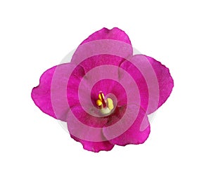 Pink flower of violet plant isolated on white