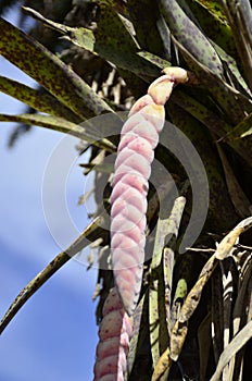 A pink flower of Vriesea guttata growing