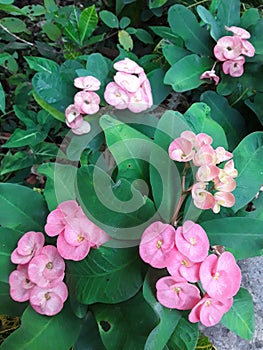 Pink flower wallpaper flowers nature Flowers bunch backdrop