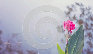 Pink flower on water blur background