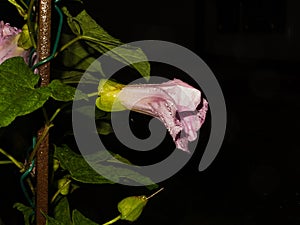 Pink flower with water droplets. Black background. Close-up picture