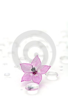 Pink Flower on Water Drops