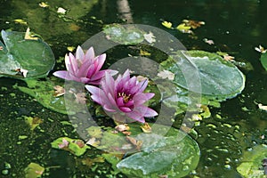 A pink  flower of water lily or lotus flower Nymphaea in old verdurous pond. Water plant colorful nature ornamental backgr