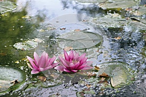 A pink  flower of water lily or lotus flower Nymphaea in old verdurous pond. Water plant colorful nature ornamental backgr