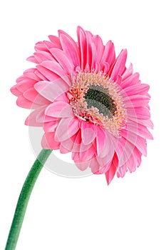 Pink flower on white