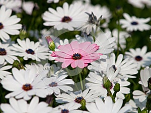 Pink flower among white