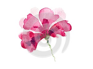 Pink flower on the white background.