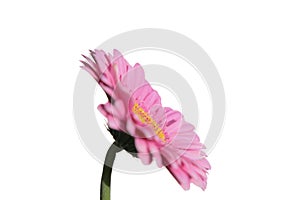 Pink Flower on White Background