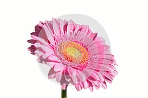 Pink Flower on White Background