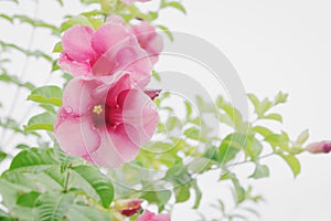 Pink flower on white background