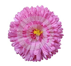 Pink flower, white isolated background with clipping path. Closeup.