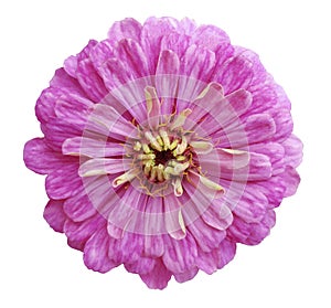 Pink flower, white isolated background with clipping path.Closeup no shadows. .