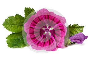 Pink flower wild mallow with a bud close-up isolated