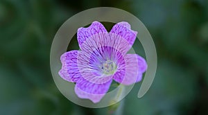 Pink flower of the wild perennial plant Geranium endressii