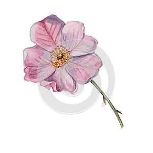 Pink flower of wild rose. Dog rose, rosa canina watercolor clipart. Botanical hand drawn illustration for design