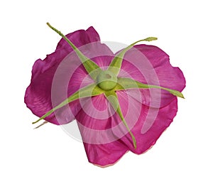 Pink flower wild rose isolate white background